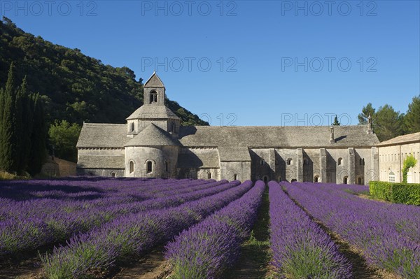 Cistercian Abbey Abbaye de Senanque with lavender field