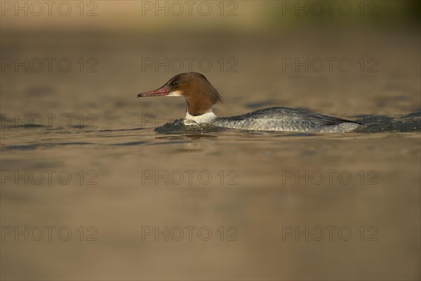 Common merganser