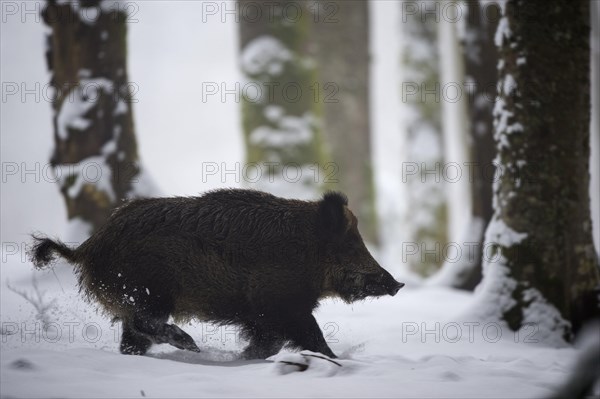 Wild boar