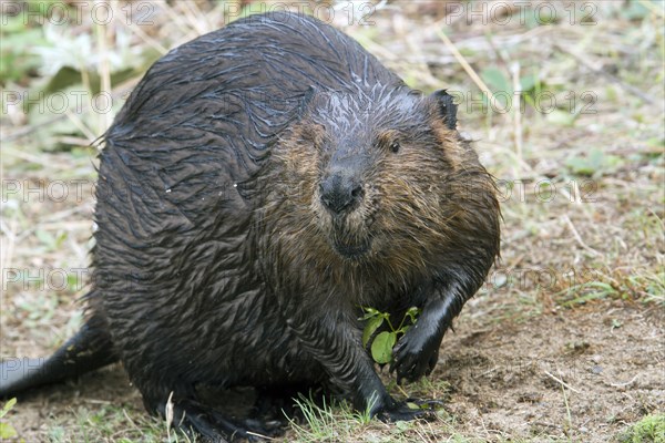 North American beaver