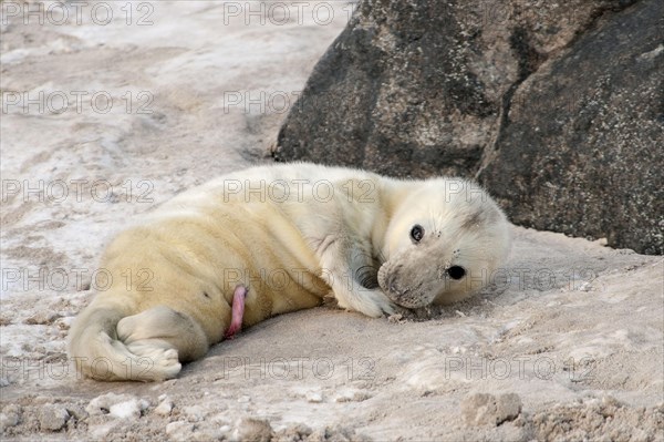 Grey seal