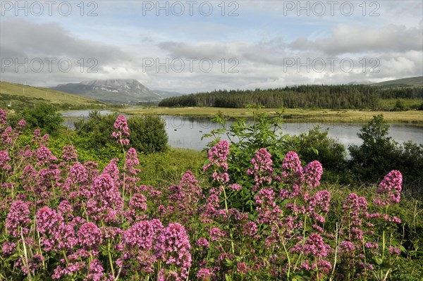 View of Mount Errigal from Gweedore