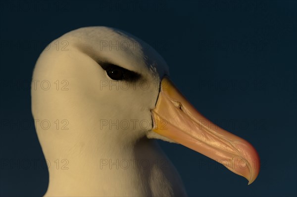 Black-browed Albatross