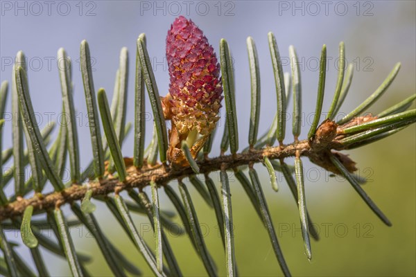 European silver fir