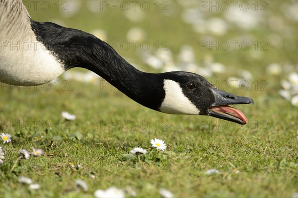 Canada Goose