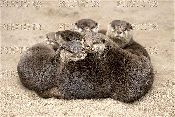 Oriental small clawed otter
