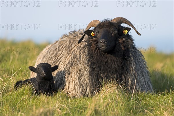 Heidschnucke moorland sheep and lamb