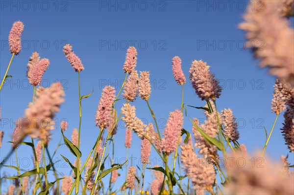 Meadow knotweed