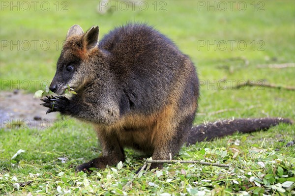 Bennett's wallaby