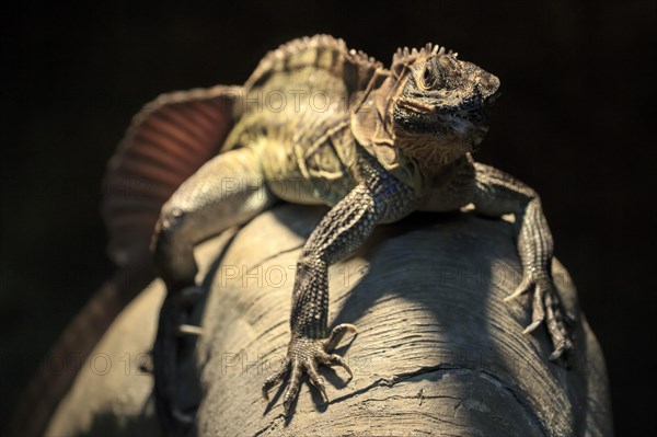 Crested lizard