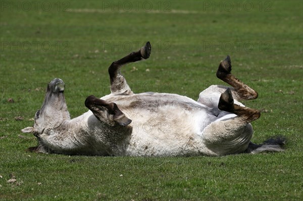 Wild Horse Duelmen