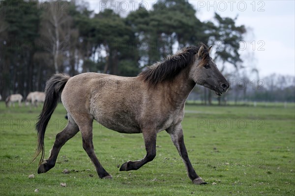 Wild Horse Duelmen