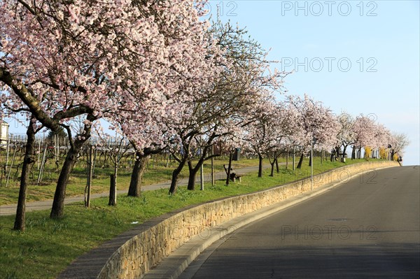 Almond tree