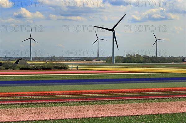 Blooming tulip field near Alkmaar