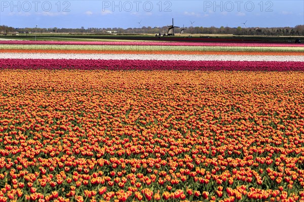 Blooming tulip field near Alkmaar