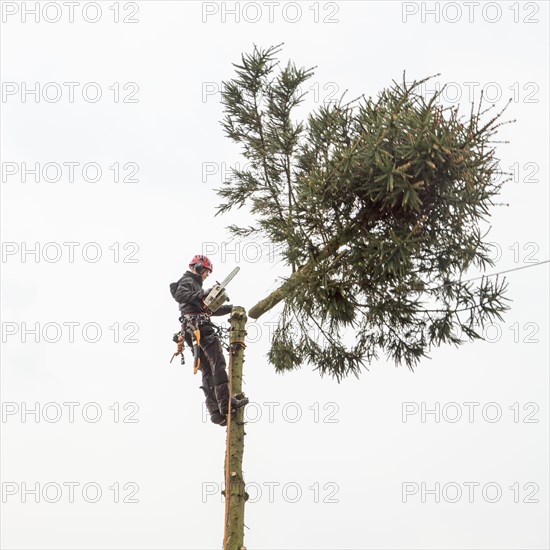 Arborist