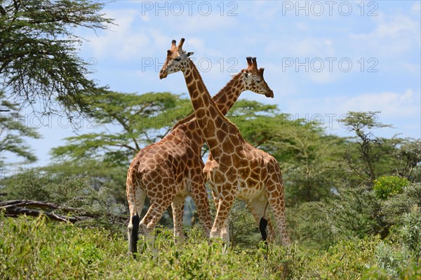 Rotschild's giraffe