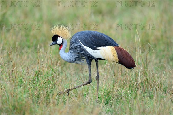 Crowned crane portrait