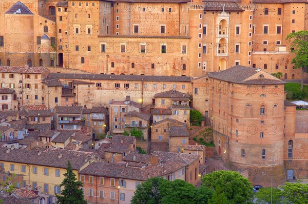 Urbino