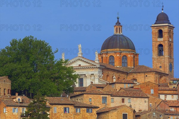 Urbino