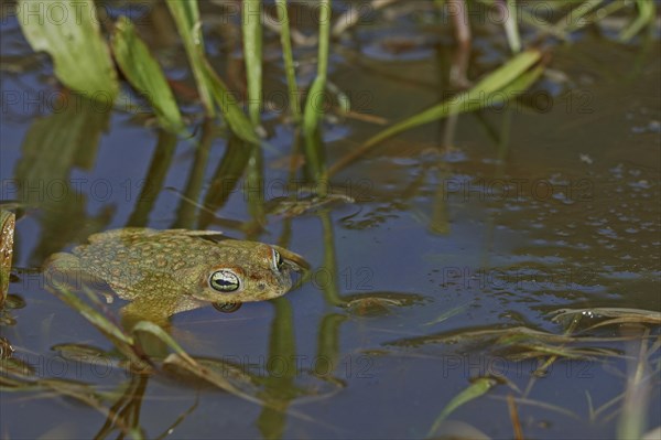 Natterjack Toad