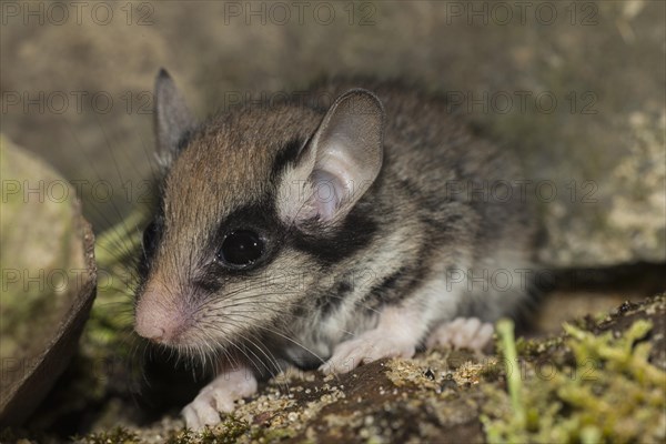 Two garden dormice