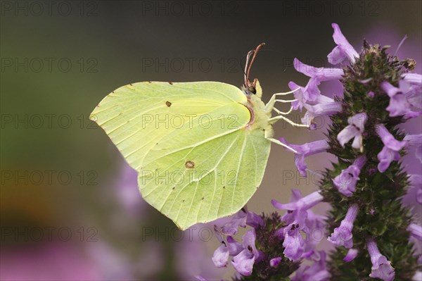 Male Brimstone