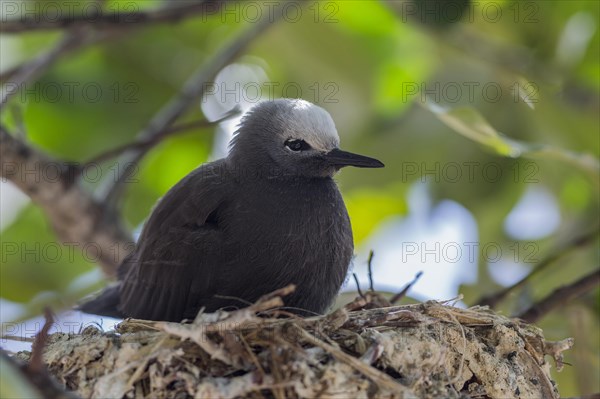 Slender-noddy tern