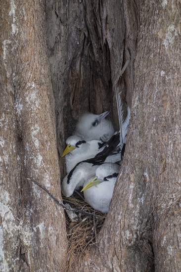 White-tailed tropicbird