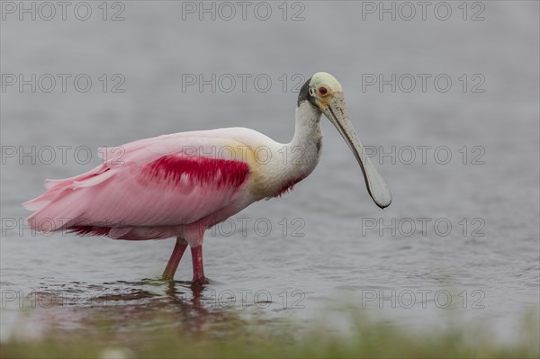 Roseate Spoonbill