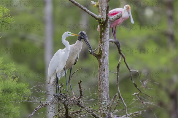 Wood stork