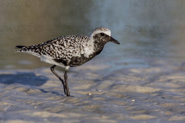 Black-bellied Plover