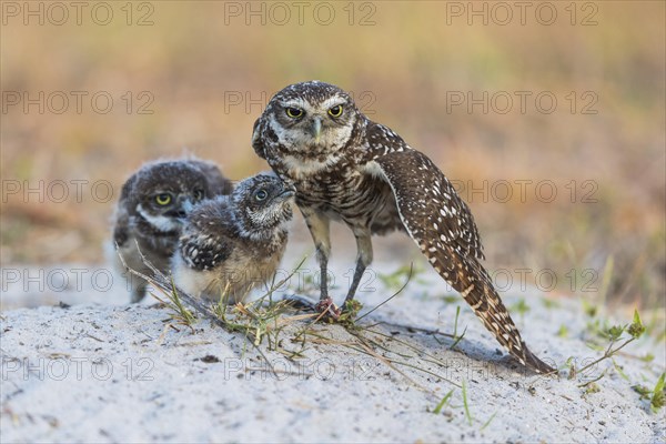 Burrowing owl