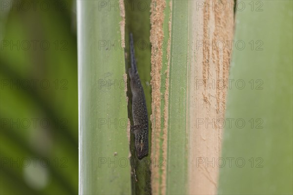 Seychelles bronze gecko