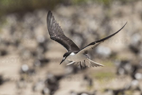 Russian Tern