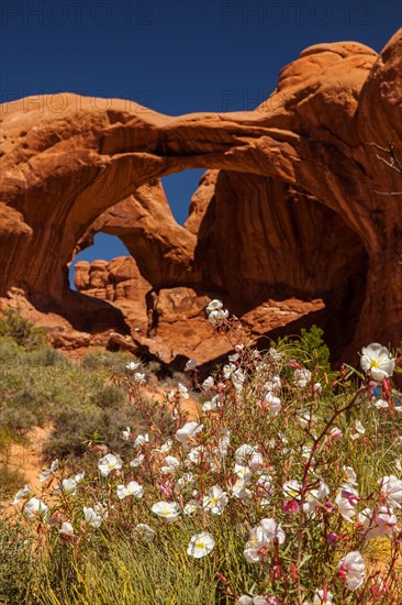 Double Arch