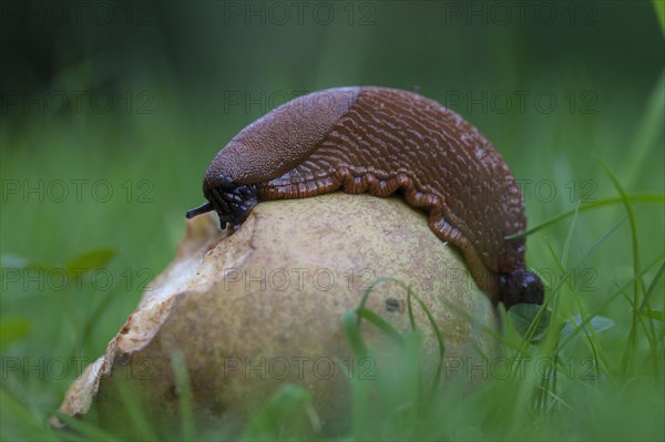 Large Red slug