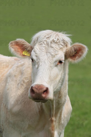 Charolais cattle