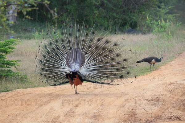 Indian peafowl