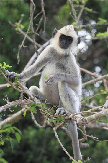 Entellus langur of Ceylon