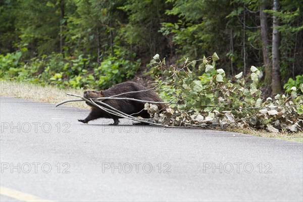 Beaver pulling a tree across a road