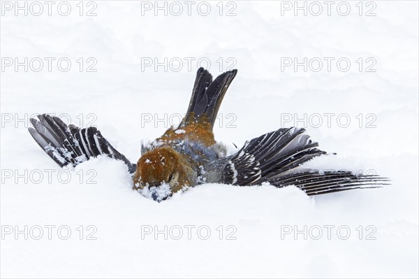 Female pine beak misses a landing in winter
