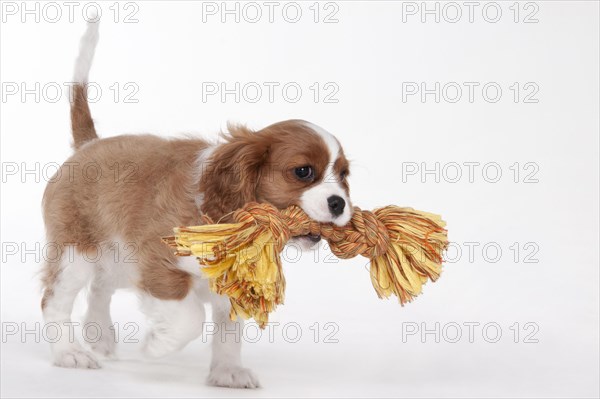 Cavalier King Charles Spaniel