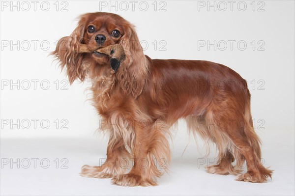 Cavalier King Charles Spaniel