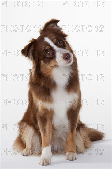 Miniature Australian Shepherd