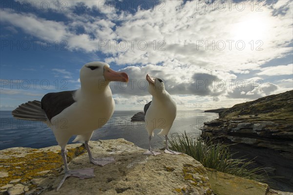 Saunders Island