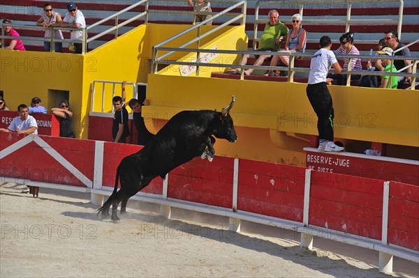 Bullfight