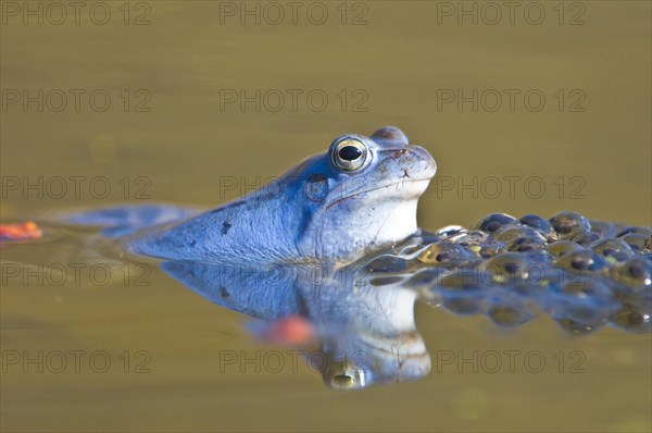 Moor frog