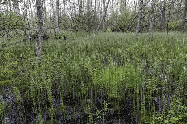 Birch forest and Horsetail