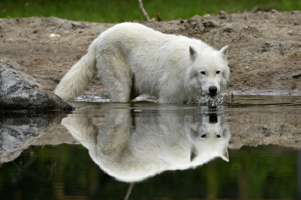 Arctic wolf